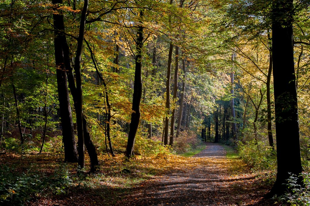 Hannover-Eilenriede-in-Autumn.jpg