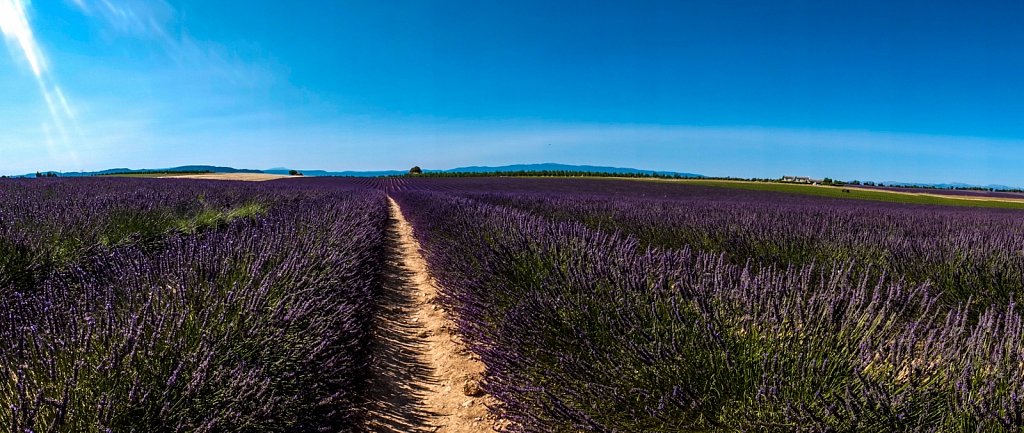 Lavender.jpg