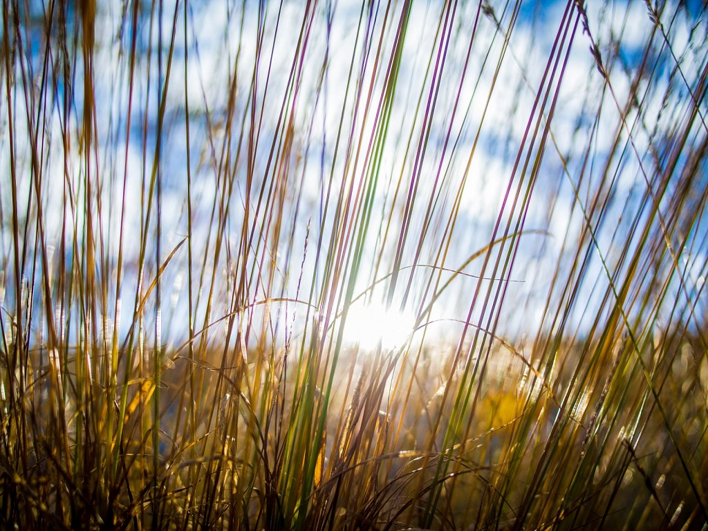 Reminds-me-of-Summer-III.jpg