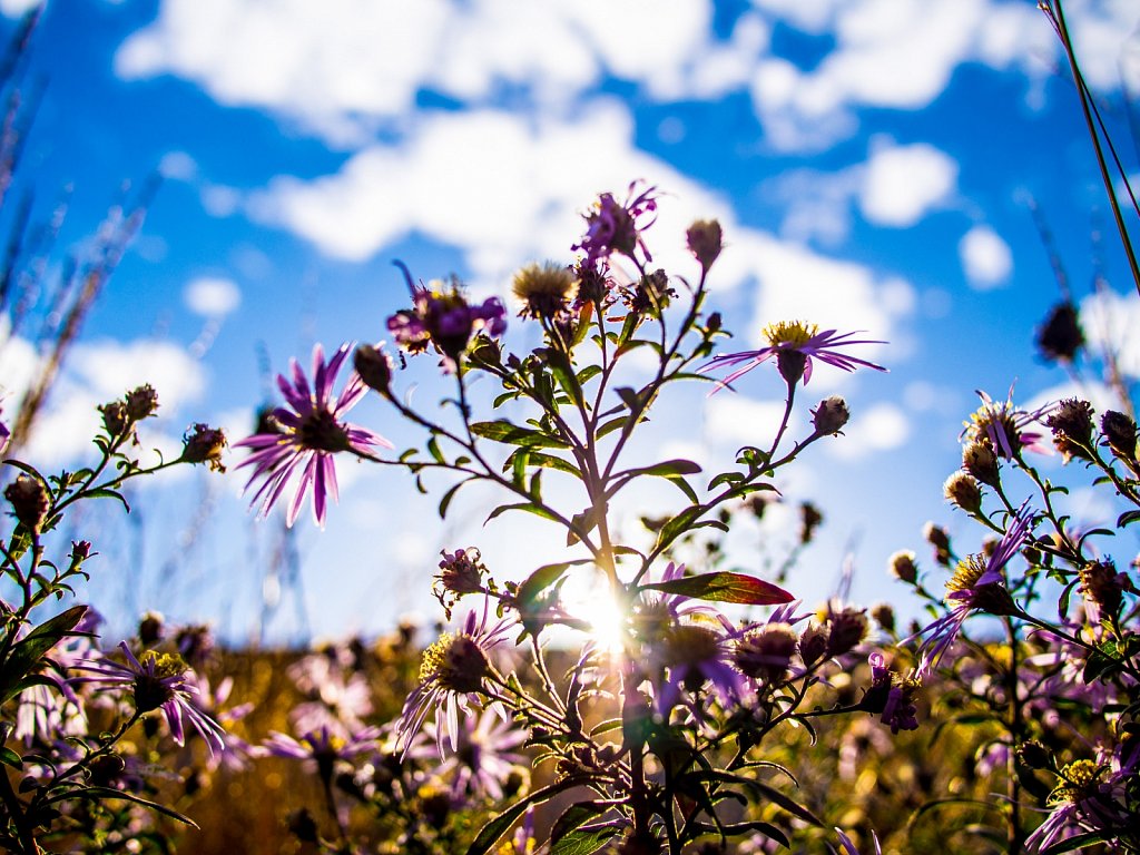Reminds-me-of-Summer-IV.jpg